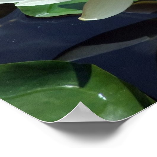 Einde op Pond White Waterlily & Insect Poster (Hoek)