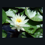 Einde op Pond White Waterlily & Insect Poster<br><div class="desc">Originele fotografie door riverme* ©2013. Pas de grootte van het poster,  de textuur,  de rand en/of het lijst aan zodat deze aan uw smaak zijn aangepast.</div>