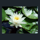Einde op Pond White Waterlily & Insect Poster<br><div class="desc">Originele fotografie door riverme* ©2013. Pas de grootte van het poster,  de textuur,  de rand en/of het lijst aan zodat deze aan uw smaak zijn aangepast.</div>