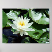 Einde op Pond White Waterlily & Insect Poster (Voorkant)