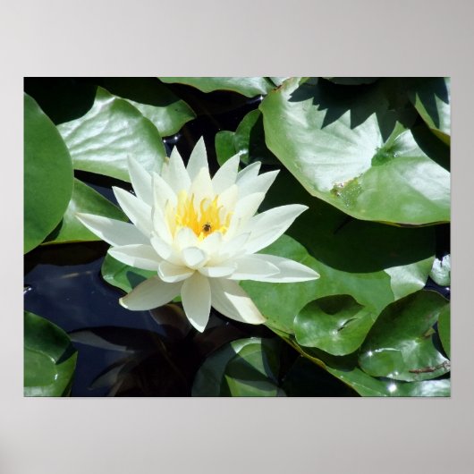Einde op Pond White Waterlily & Insect Poster (Voorkant)