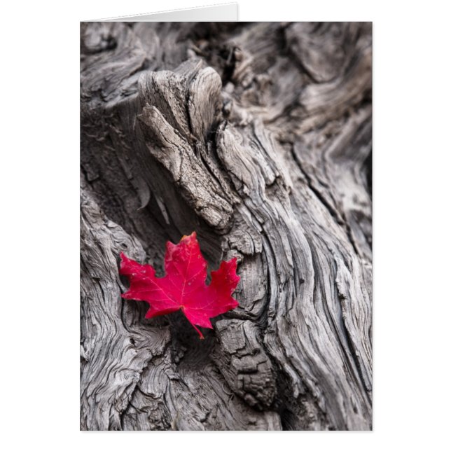 Einde reis (Voorkant)