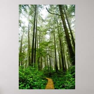 Eindeloze treinen, bomen en tales van het regenwou poster