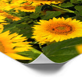 Eindeloze zonnebloemen poster (Hoek)