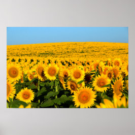 Eindeloze zonnebloemen poster