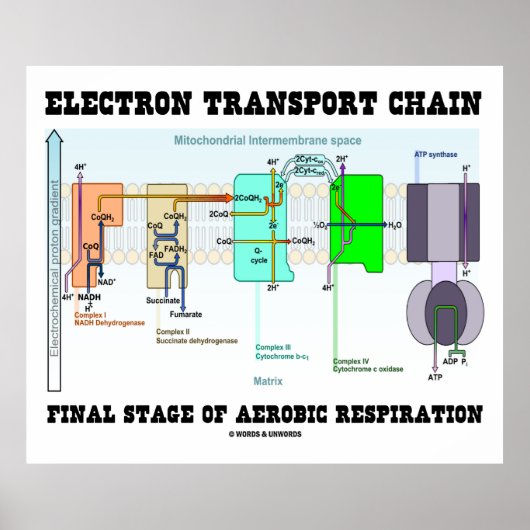 Eindfase van de elektrotransportketen van de aerob poster (Voorkant)