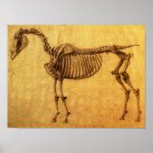 Eindstudie voor eerste skelettabel poster (Voorkant)