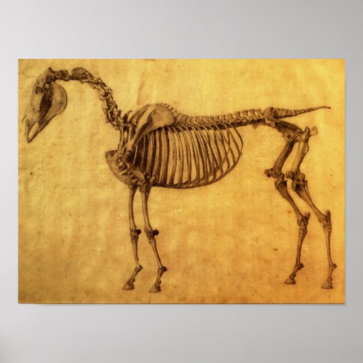 Eindstudie voor eerste skelettabel poster (Voorkant)