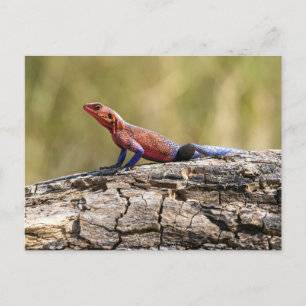 Eine Agama Mwanzae nimmt ein Sonnenbad Briefkaart
