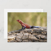 Eine Agama Mwanzae nimmt ein Sonnenbad Briefkaart (Voorkant / Achterkant)