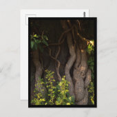 Eine alte Weinrebe umwächst einen Baum Briefkaart (Voorkant / Achterkant)