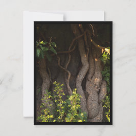 Eine alte Weinrebe umwächst einen Baum Briefkaart