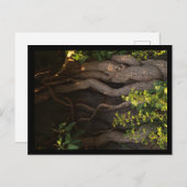 Eine alte Weinrebe umwächst einen Baum Briefkaart (Voorkant / Achterkant)