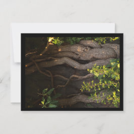 Eine alte Weinrebe umwächst einen Baum Briefkaart