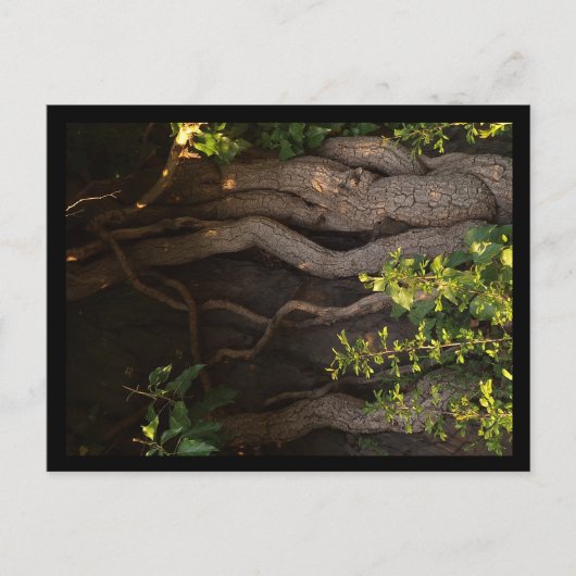 Eine alte Weinrebe umwächst einen Baum Briefkaart (Voorkant)