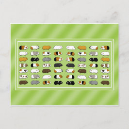 Eine Postkarte mit Meerschweinchen Briefkaart