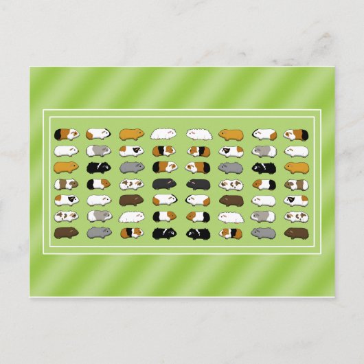 Eine Postkarte mit Meerschweinchen Briefkaart (Voorkant)