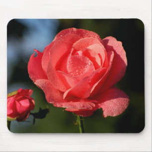 Eine Roos für die Liebste.... Muismat