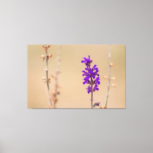 Einfach zum Träumen und Wohlfühlen.. Canvas Afdruk (Voorkant)