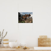 Einiosaurus dinosaurussen in de woestijn - 3D-rend Poster (Keuken)