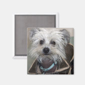 Einstein de Hond Magneet (Voorkant / Achterkant)