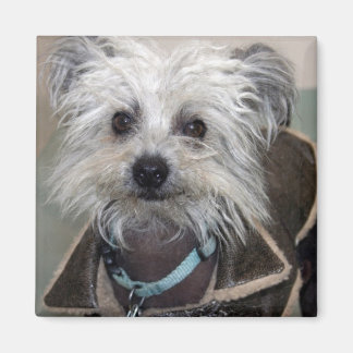 Einstein de Hond Magneet