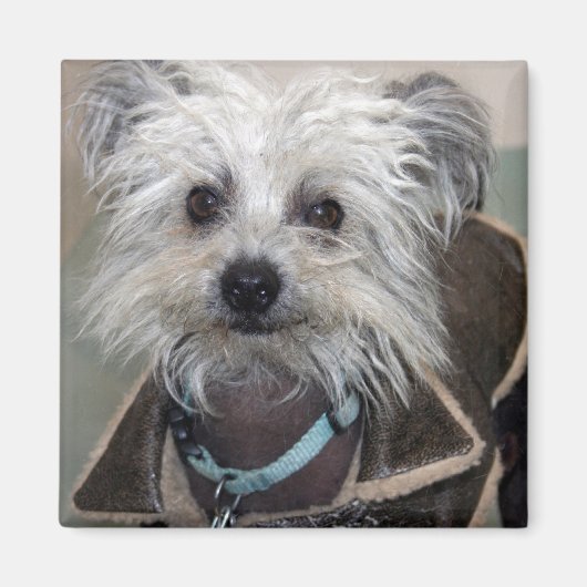 Einstein de Hond Magneet (Voorkant)