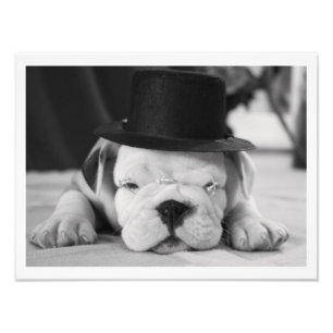 "Einstein" English Bulldog Puppy Foto Afdruk