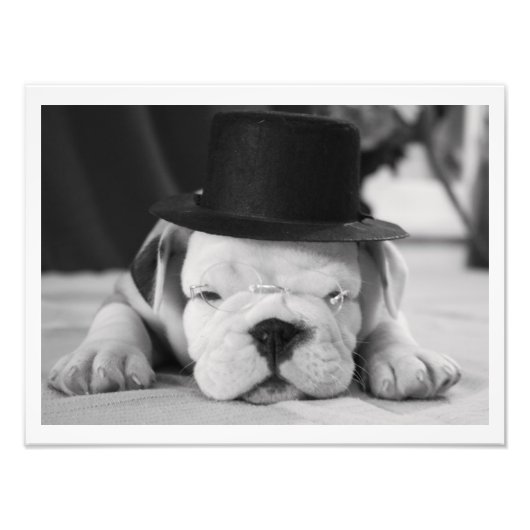 "Einstein" English Bulldog Puppy Foto Afdruk (Voorkant)