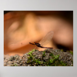 Eintagsfliege Poster