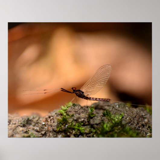 Eintagsfliege Poster (Voorkant)