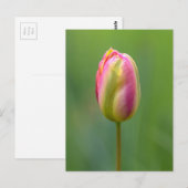Einzelne Tulpe Briefkaart (Voorkant / Achterkant)