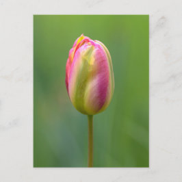 Einzelne Tulpe Briefkaart