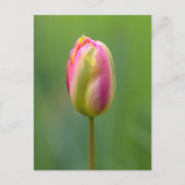 Einzelne Tulpe Briefkaart (Voorkant)