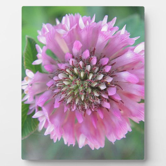 Einzigartige rosa Blüte Fotoplaat (Voorkant)