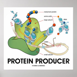 Eiwitproducent (moleculaire biologie) poster