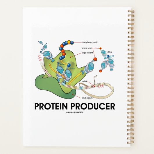 Eiwitproducent mRNA tRNA Proteïne Synthese Planner (Achterkant)