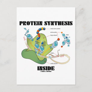 Eiwitsynthese binnen (celbiologie) briefkaart