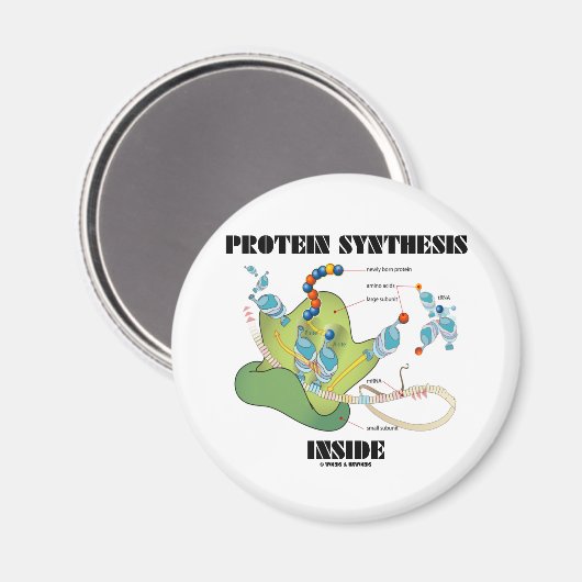 Eiwitsynthese binnen (celbiologie) magneet (Voorkant / Achterkant)