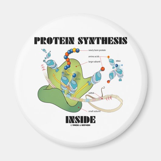 Eiwitsynthese binnen (celbiologie) magneet (Voorkant)