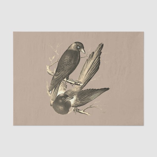 ekster en Jack Daw - Sepia Tissuepapier (Voorkant)