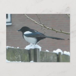 Ekster in de Sneeuw DIY Ansichtkaart Feestdagenkaart