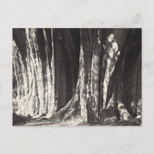 El Arbol del Tule - oude foto in Mexico oaxaca  Feestdagenkaart