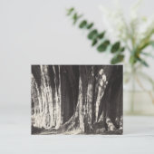 El Arbol del Tule Tree oude foto in Mexico Oaxaca Feestdagenkaart (Staand voorkant)