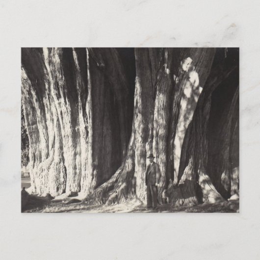 El Arbol del Tule Tree oude foto in Mexico Oaxaca Feestdagenkaart (Voorkant)