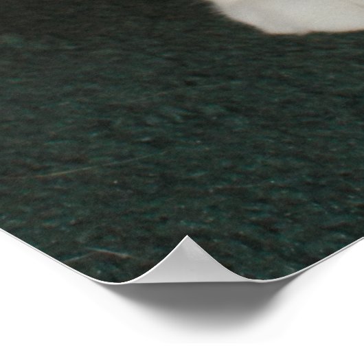 El Gato Poster (Hoek)