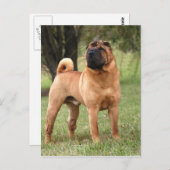 EL JAYS POSTCARD BRIEFKAART (Voorkant / Achterkant)