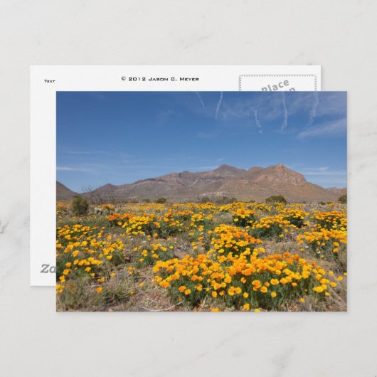 El Paso Poppies Briefkaart (Voorkant / Achterkant)