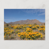 El Paso Poppies Briefkaart (Voorkant)