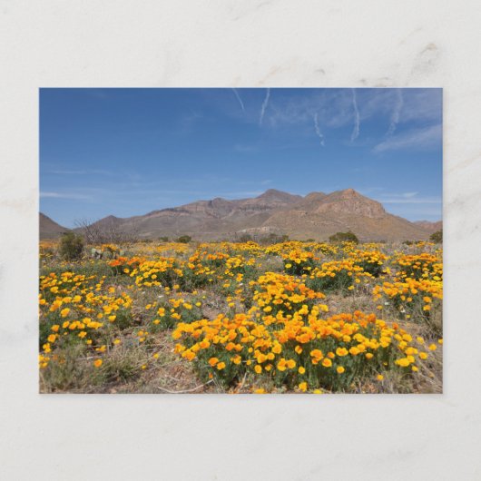 El Paso Poppies Briefkaart (Voorkant)
